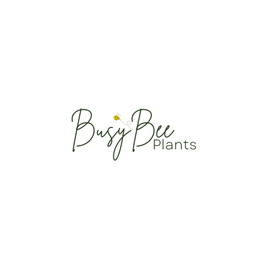 Busy Bee Plants